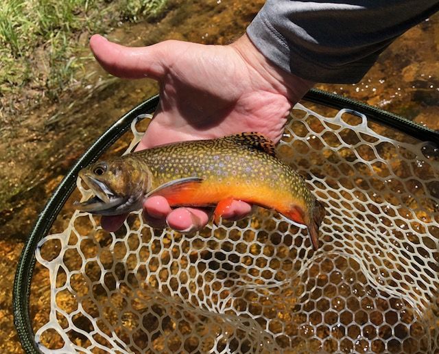 Guided Fly Fishing Rocky Mountain National Park